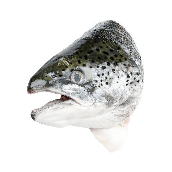 Salmon Head